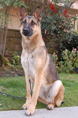 Daisy von Durenberg sitting